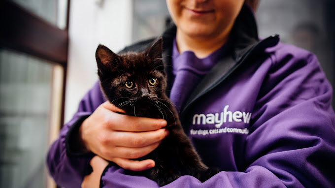 Black kitten at Mayhew Animal Home